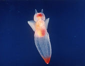 image-20101215011244.png